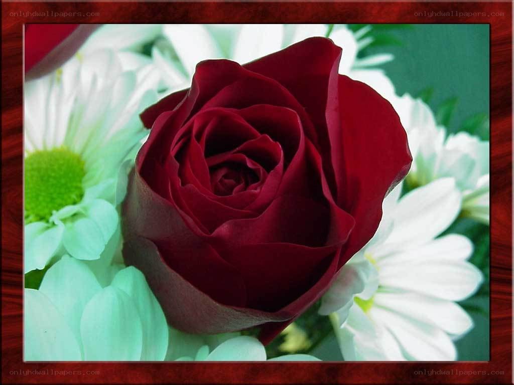 red rose with white flowers
