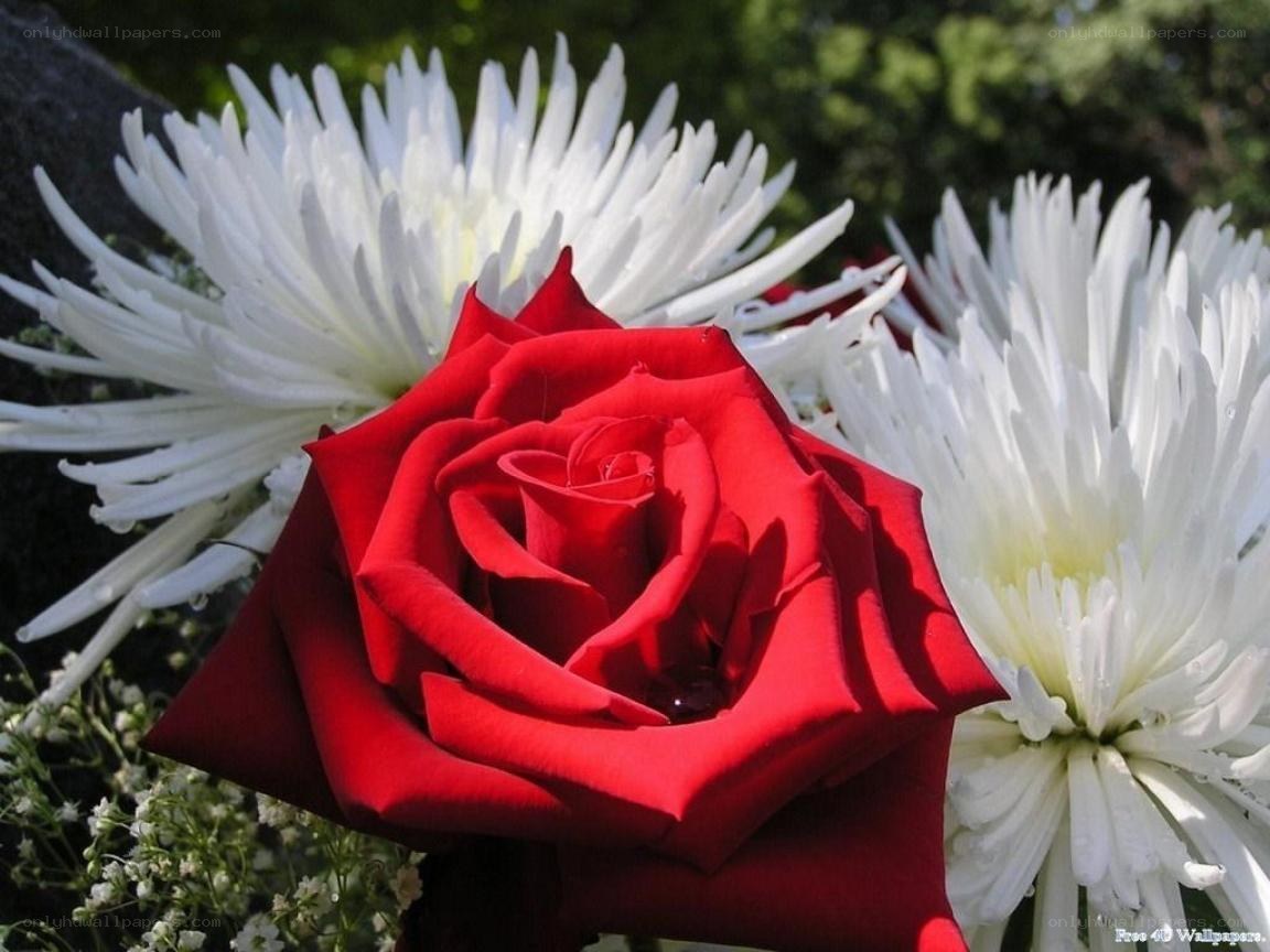 red rose with white flowers