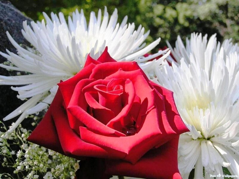 Red Rose with White Flowers — Calm