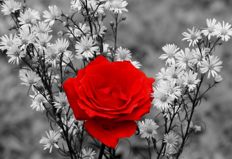 Red Rose with White Flowers — Dramatic, Photograph
