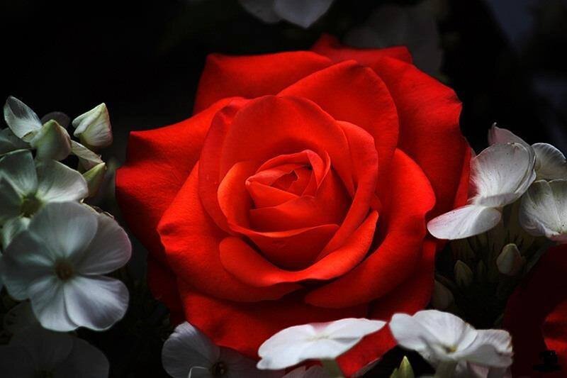 Red Rose with White Flowers — Dramatic, Photograph, White Flowers