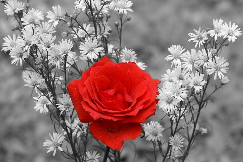 Red Rose with White Flowers — Serene