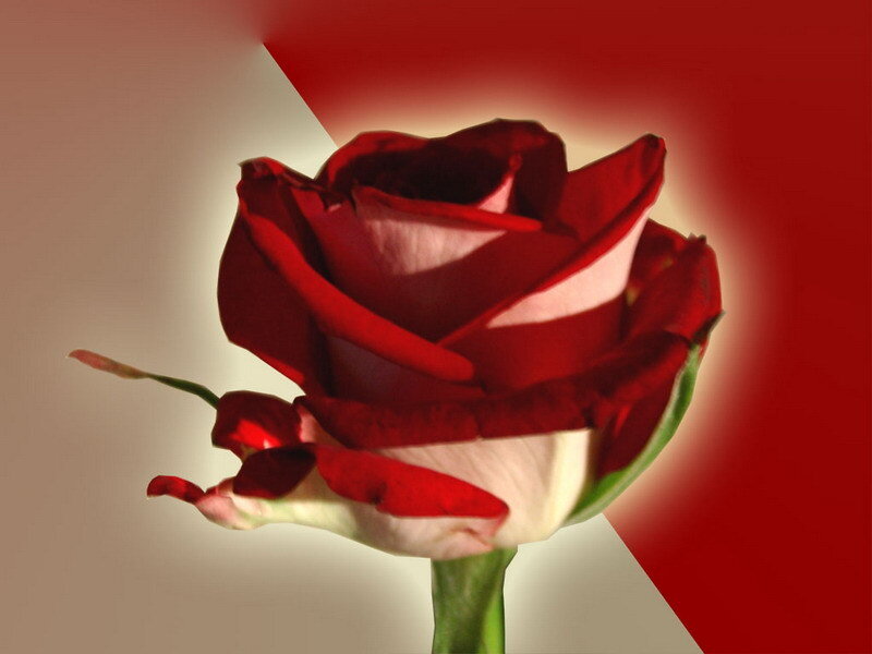 Red rose with white highlights