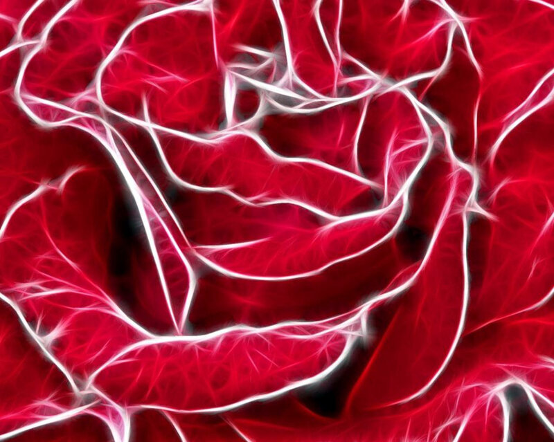 Red Rose with White Outlines