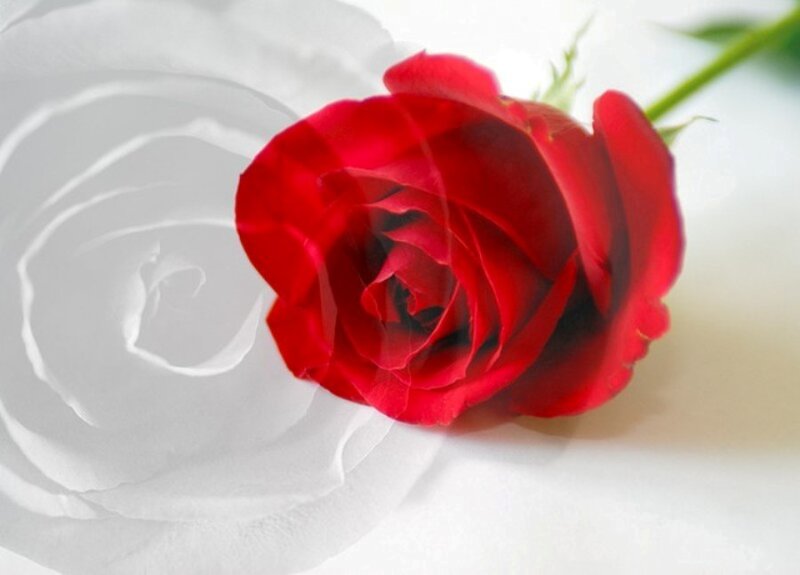 Red Rose with White Overlay