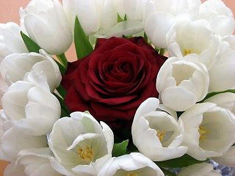 Red Rose with White Tulips — Calm