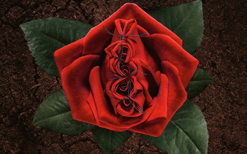 Red Rose with Wire