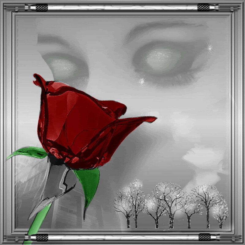 Red rose with woman's eyes