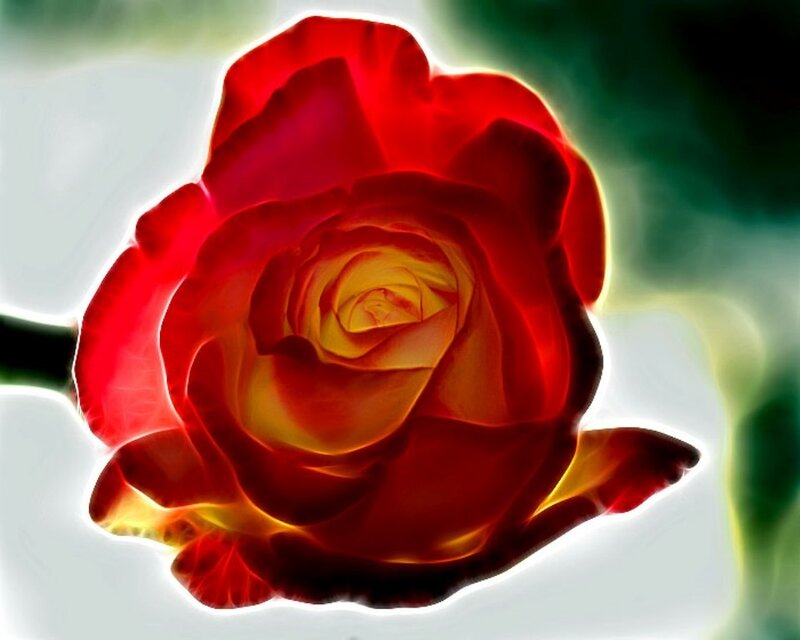 Red Rose with Yellow Center