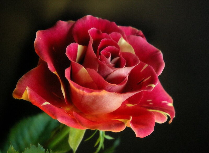 Red rose with yellow edges
