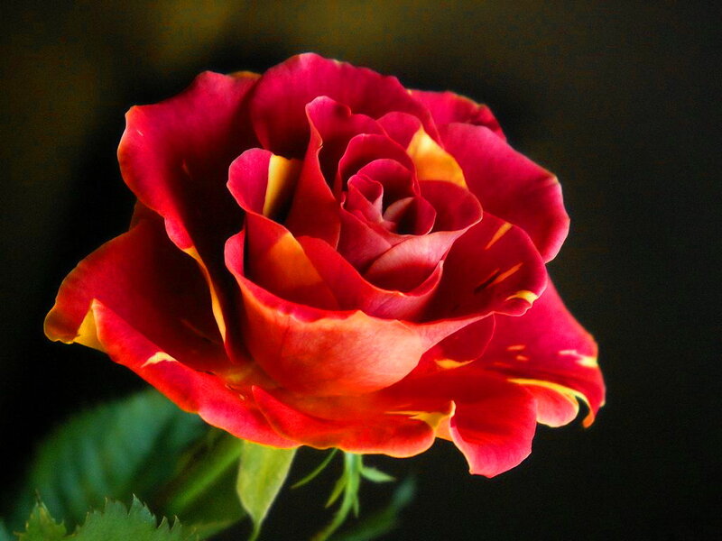 Red Rose with Yellow Edges — Dramatic