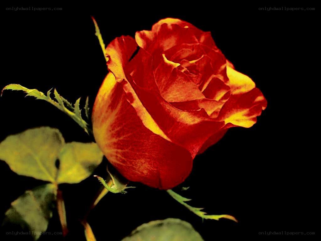 Red rose with yellow edges