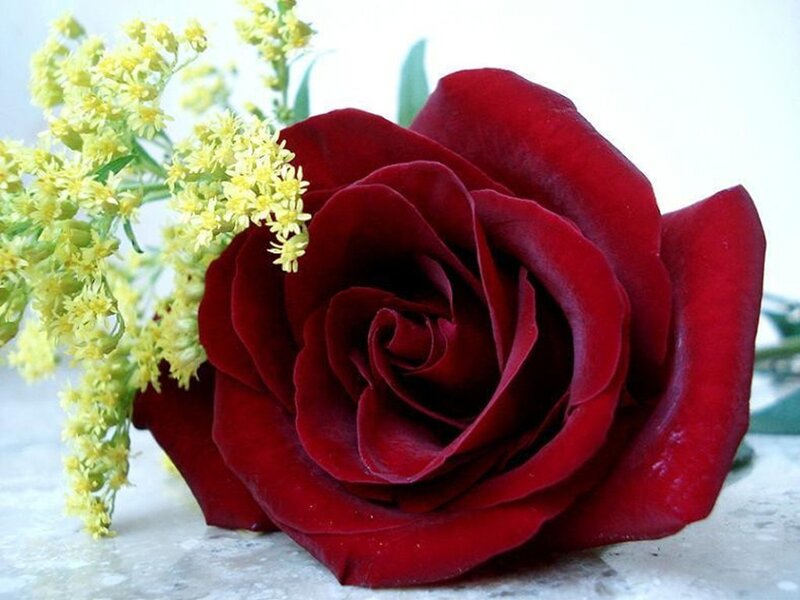 Red Rose with Yellow Flowers — Serene