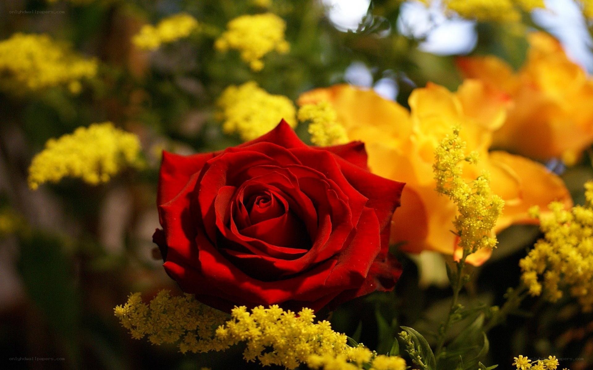Red rose with yellow flowers
