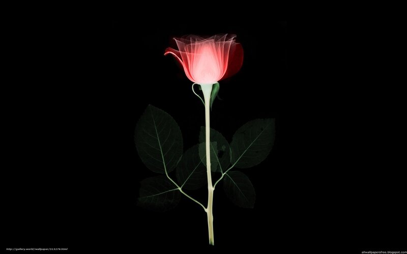 Red rose x-ray image