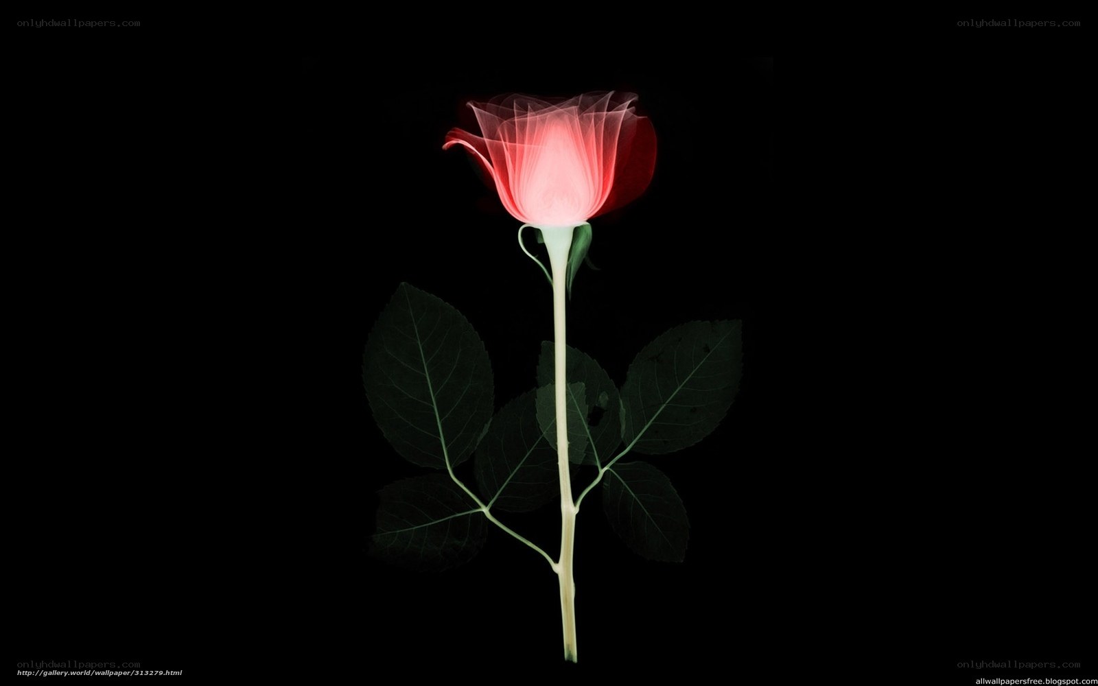 Red rose x-ray image