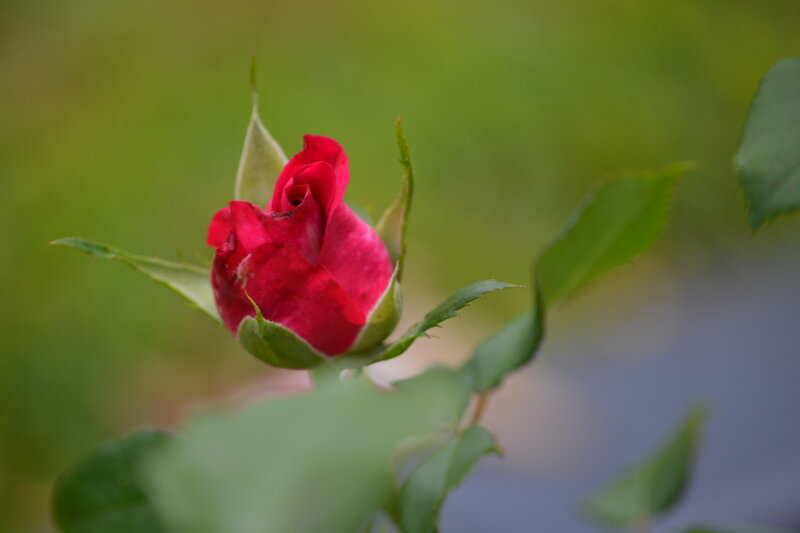 Red Rosebud — Calm, Photograph