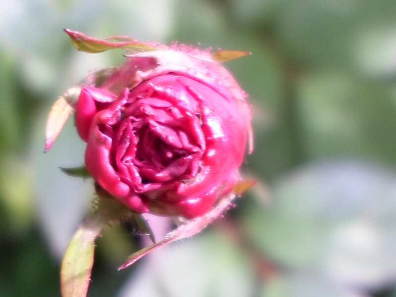 Red Rosebud — Calm, Spring