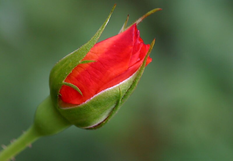 Red Rosebud — Calm