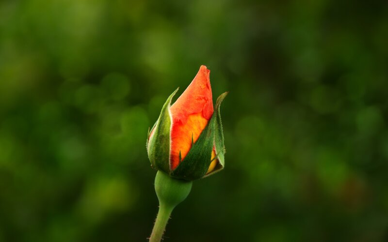 Red Rosebud — Green