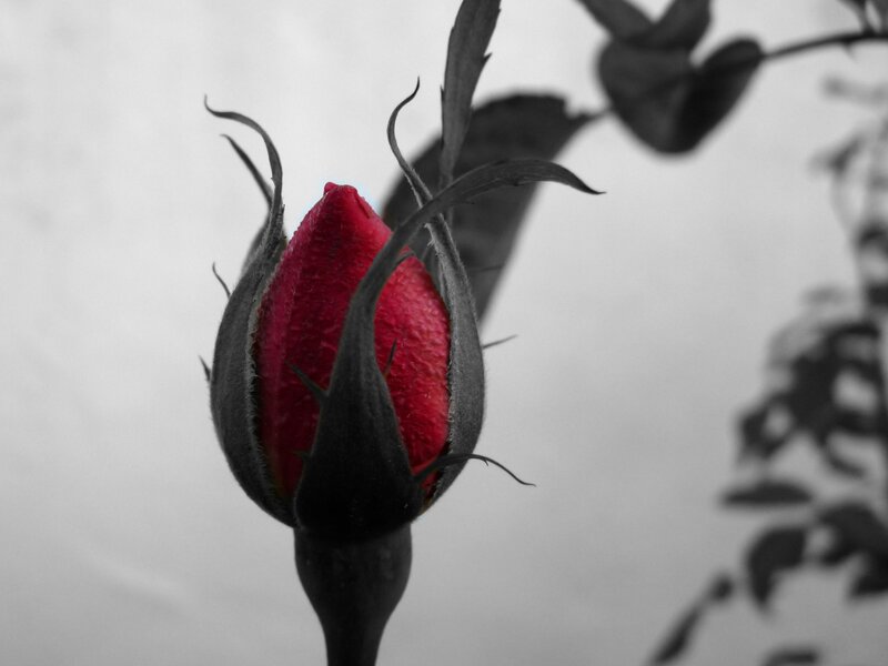 Red rosebud in black and white