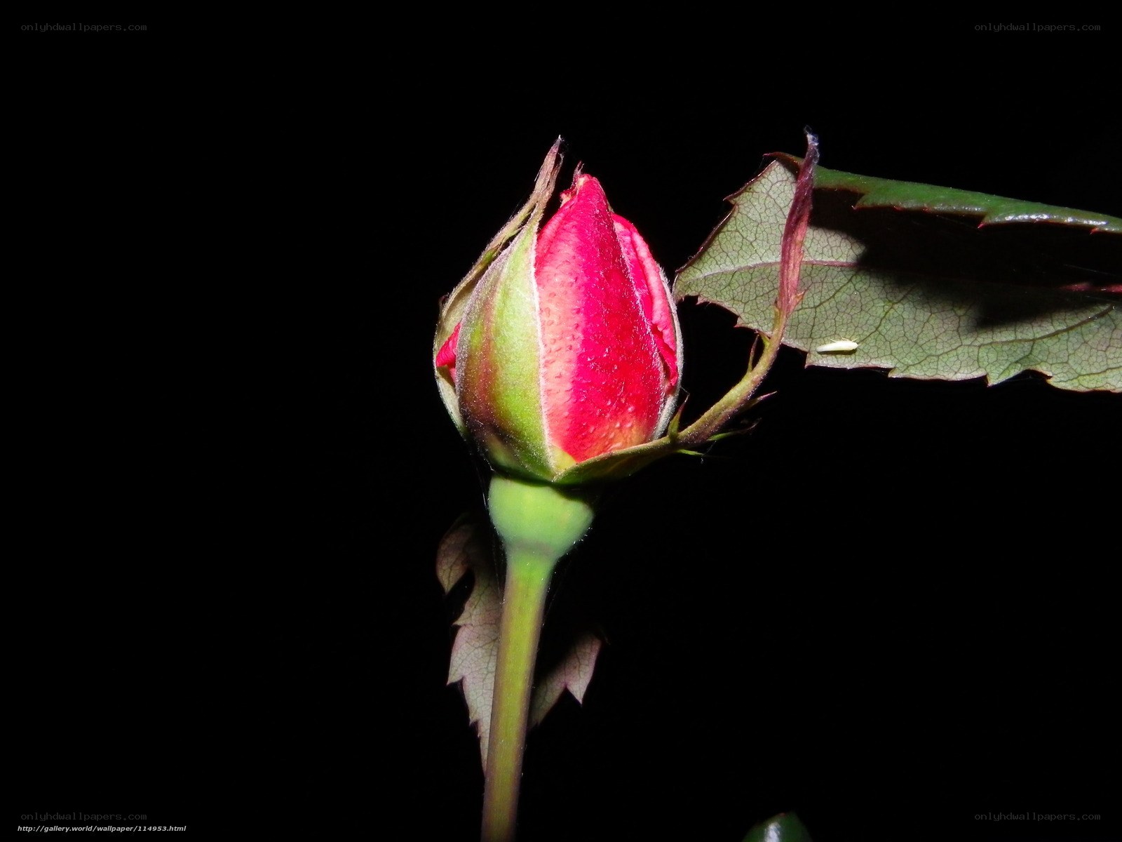 Red rosebud in darkness