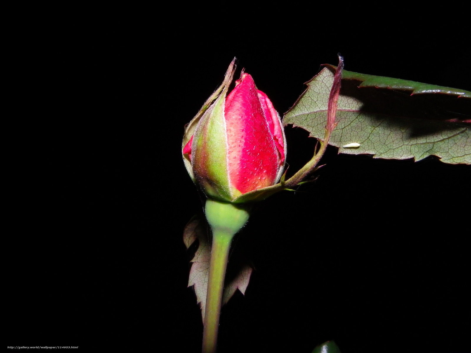 Red rosebud in darkness
