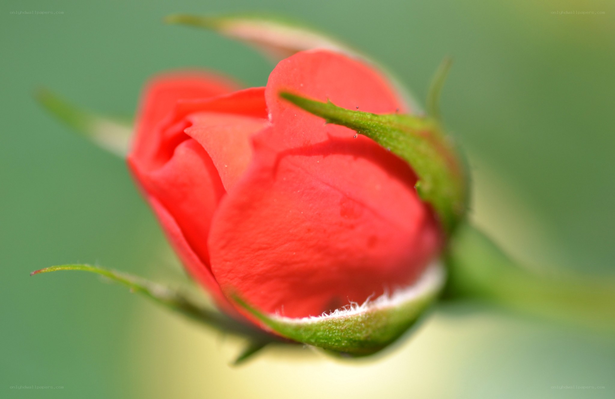 Red rosebud in focus