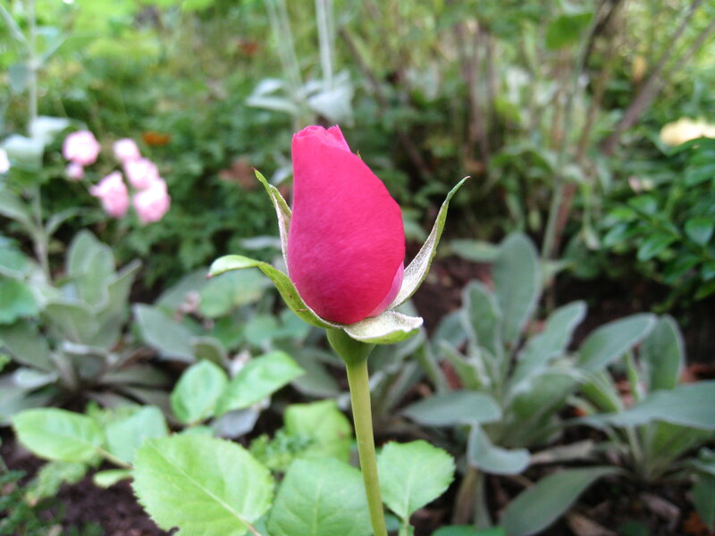Red Rosebud in Garden — Calm