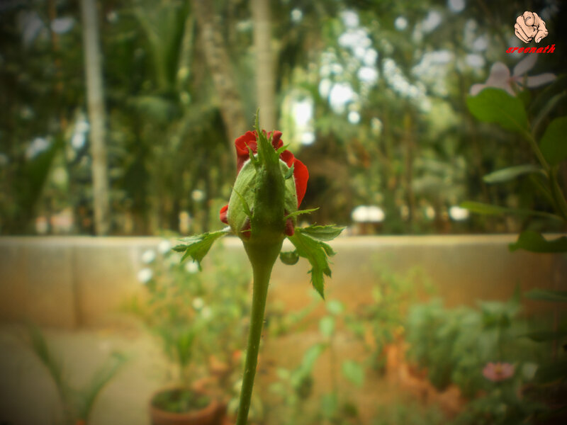 Red Rosebud in Garden — Serene