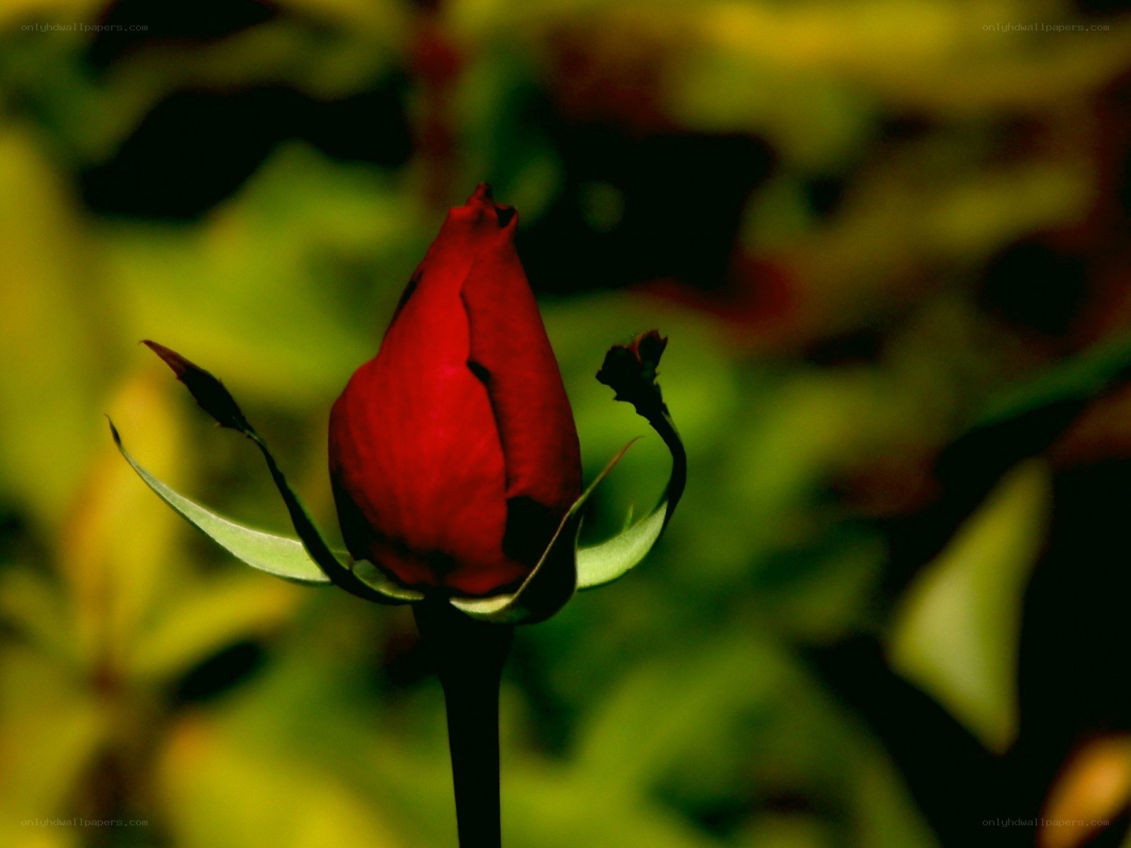 Red rosebud in garden