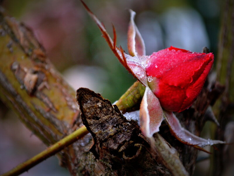 Red Rosebud on Branch