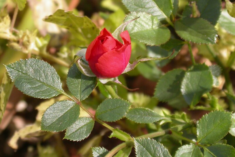 Red Rosebud on Bush