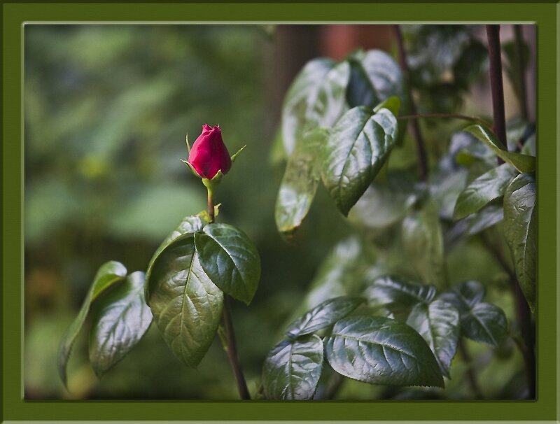 red rosebud on green leaves