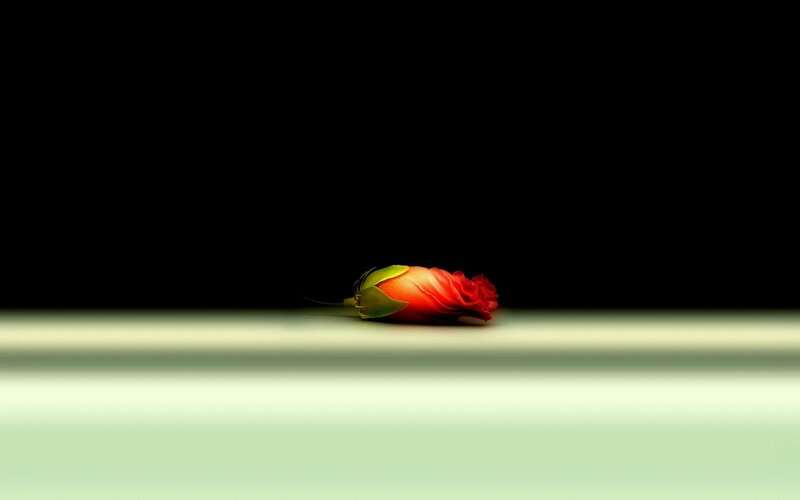Red Rosebud on Surface
