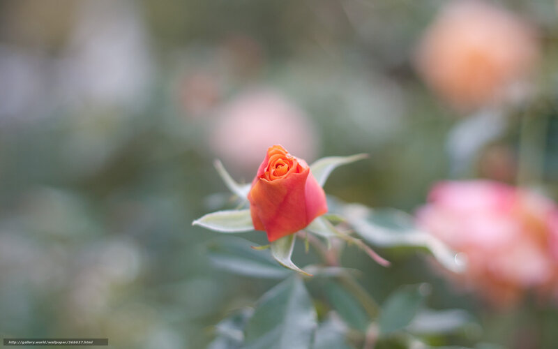 Red Rosebud — Orange