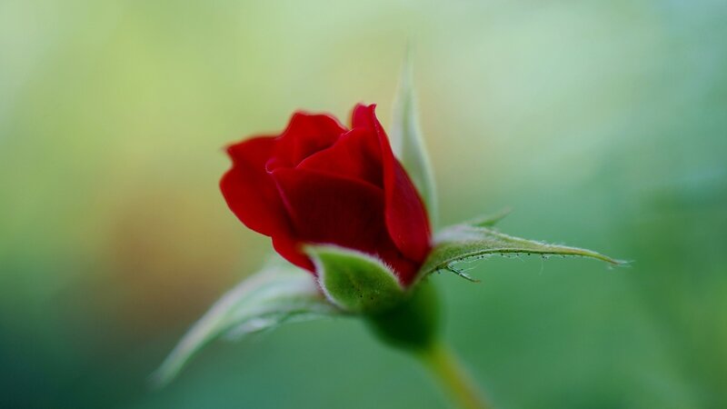 Red Rosebud — Serene, Morning, Photograph, Green Leaves