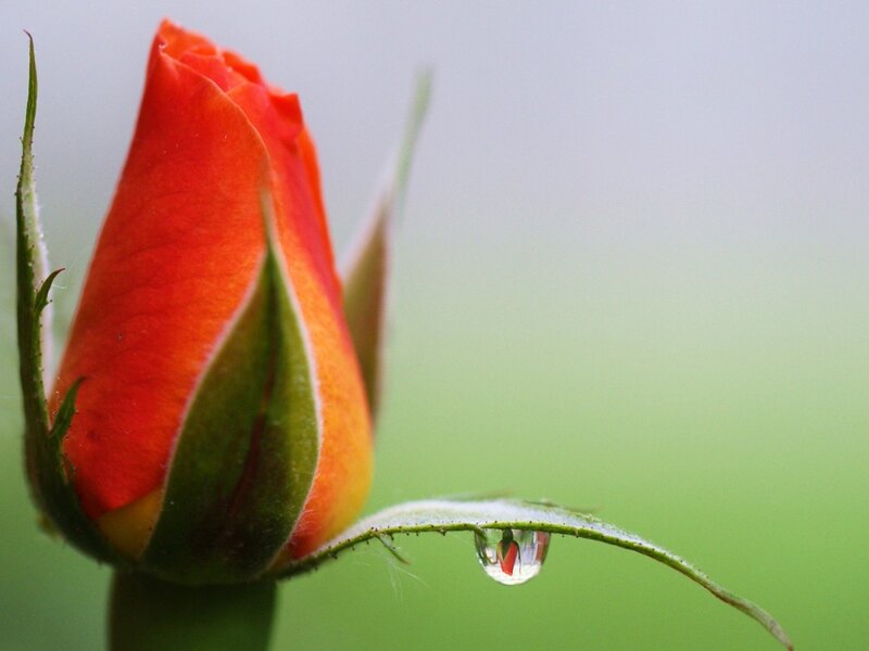 Red Rosebud — Serene, Morning, Photograph, Leaf