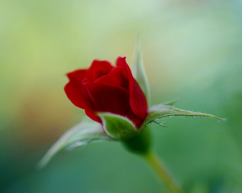 Red Rosebud — Serene, Morning, Photograph