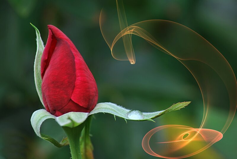 Red Rosebud — Serene, Photograph