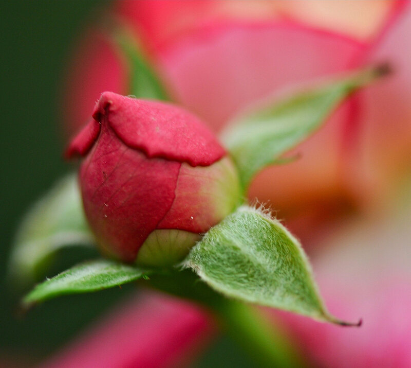 Red Rosebud — Serene, Spring
