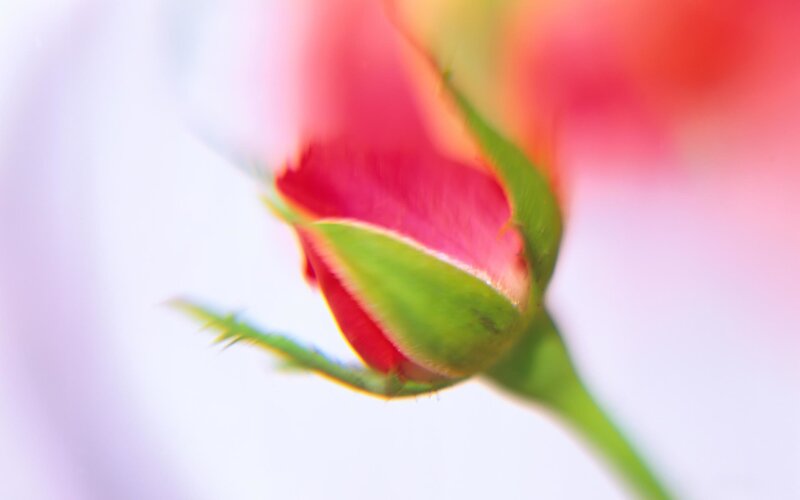Red Rosebud — Serene