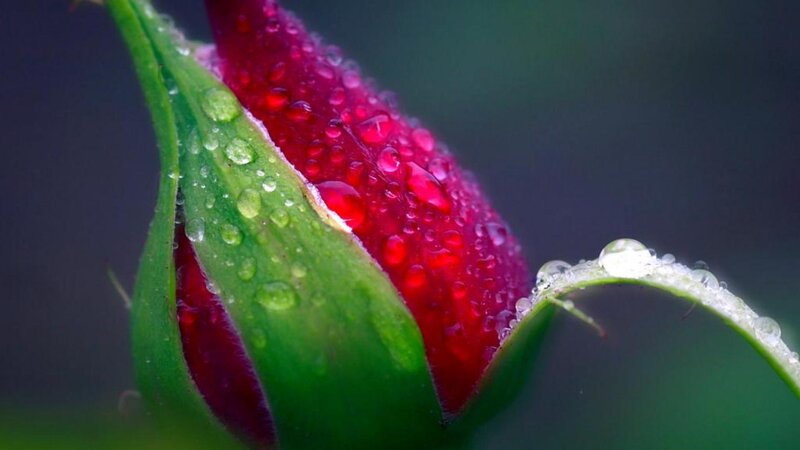 Red Rosebud with Dew — Serene, Morning, Photograph, Dew Drops, Green Leaf
