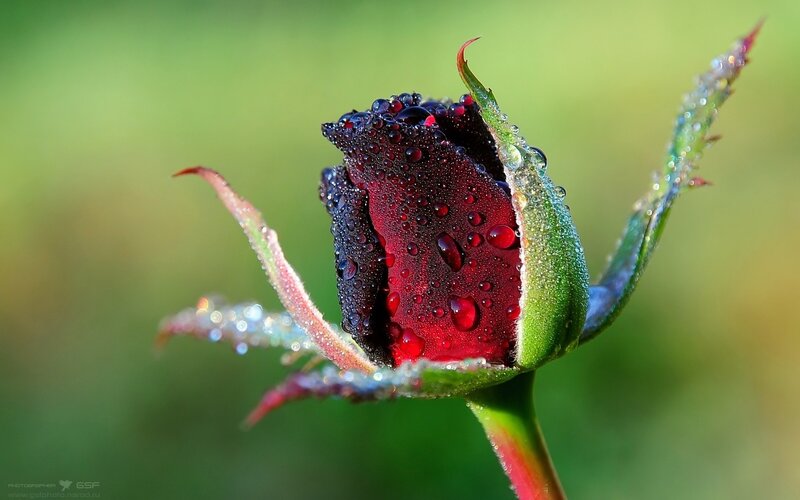Red Rosebud with Dew — Serene, Morning, Photograph, Dewdrops, Green Leaves, Stem