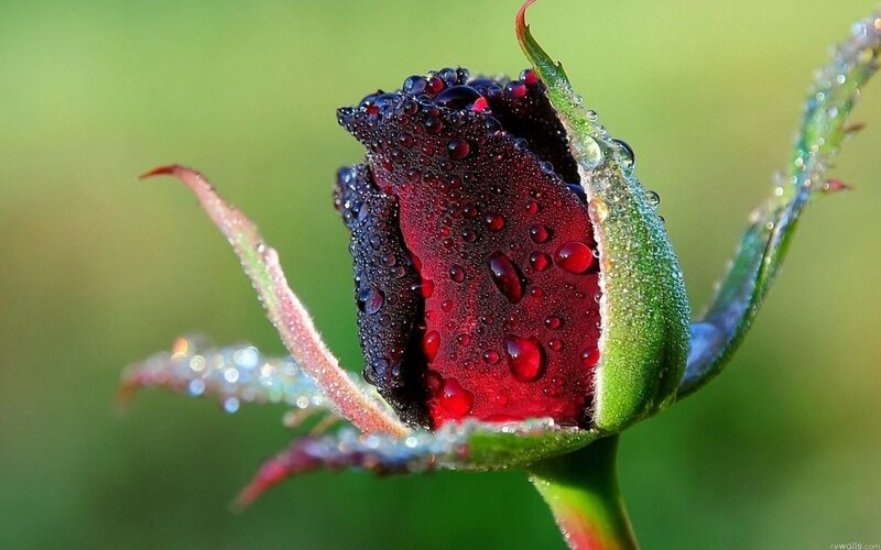 Red Rosebud with Dew — Serene, Morning, Photograph