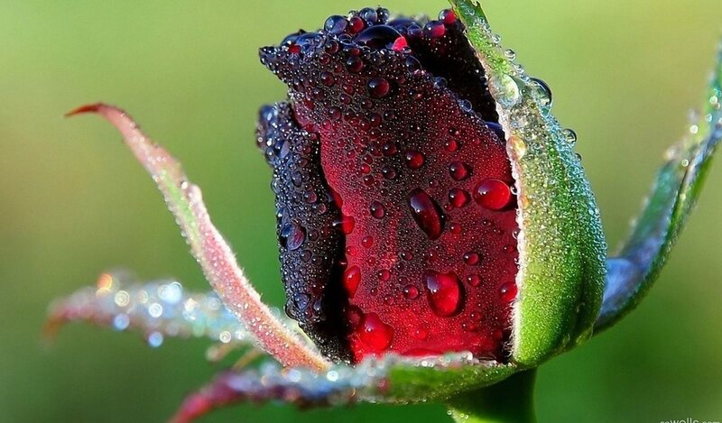 Red Rosebud with Dew — Serene, Morning