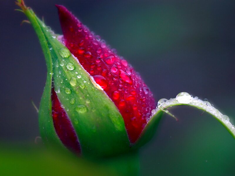 Red Rosebud with Dew — Serene