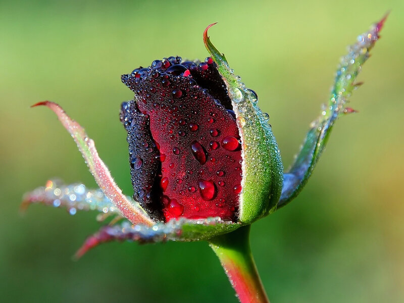 Red Rosebud with Dew