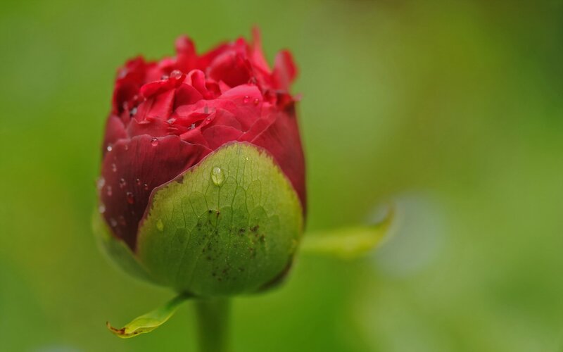 red rosebud with dewdrops