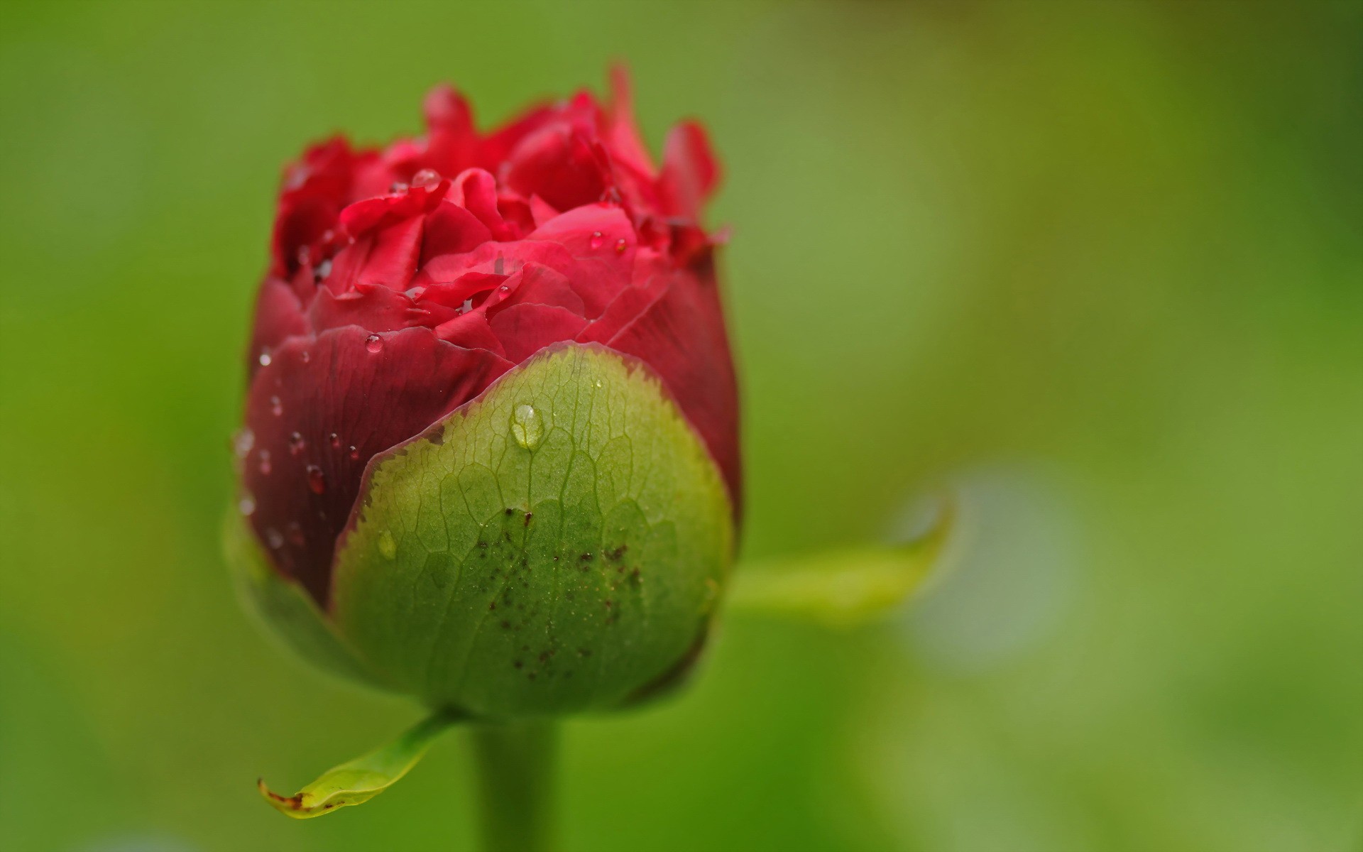 red rosebud with dewdrops
